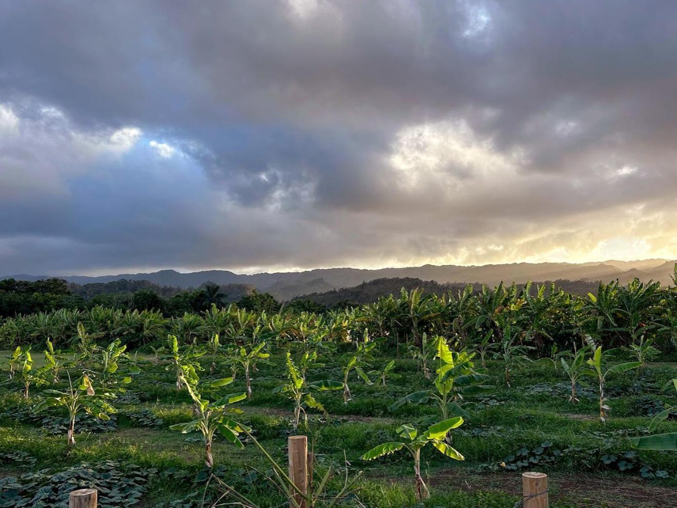 North Shore Glamping Camping Laie, Oahu, Hawaii Kültér fotó
